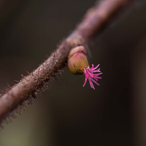 Haselblüte 6.jpg