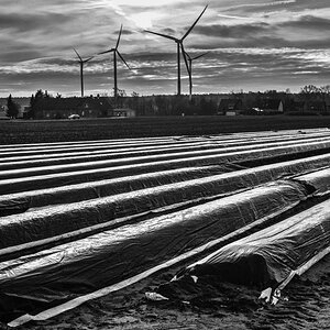 Spargelfeld 2 BW.jpg