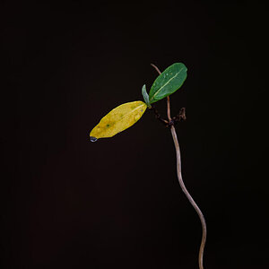 Clematis 2.jpg
