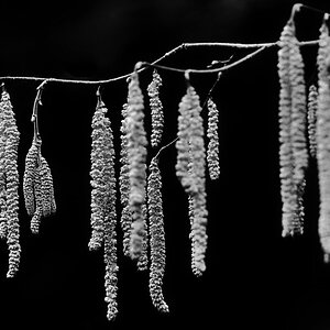 Haselblüte 2 BW.jpg