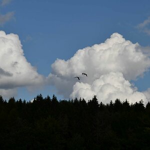 Kranich in den Wolken 2