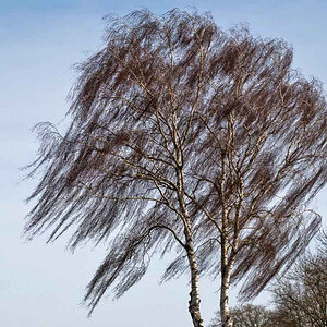 Windbirke-0849 neu.jpg