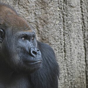 Patriarch, Zoo Leipzig.jpg