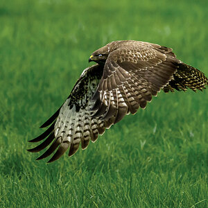 NZ9_4627_Bussard IIA_11_2022.jpg