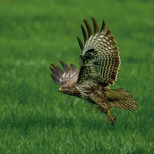 NZ9_4628_Bussard_IA_11_2022.jpg