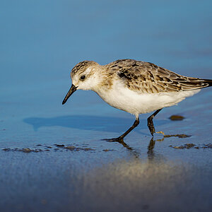 NZ9_2499_Sanderling II_Helgoland_IA_10_2022.jpg