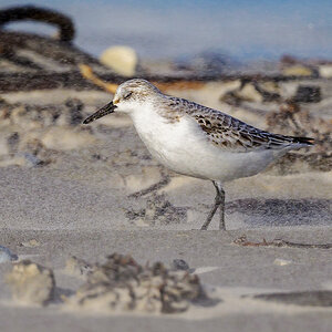 NZ9_1573_Sanderling_Augen zu und durch _Düne Helgoland_IA_10_2022.jpg