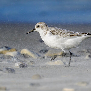 NZ9_1562_Sanderling Im Sandsturm auf der Düne _Helgoland_IA_10_2022.jpg