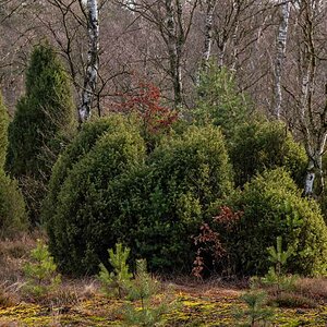 Bokeler Heide 1.jpg