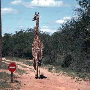 Giraffe Krügerpark November 1996.jpg