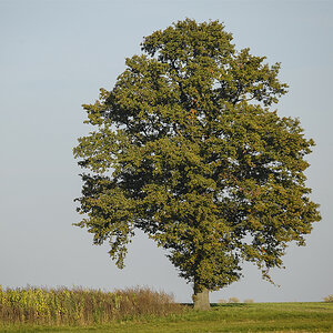 _7006398KAxl.jpg