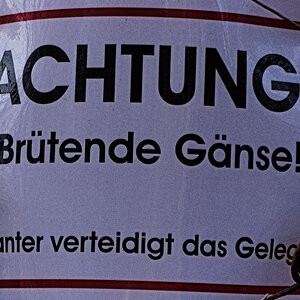 IMGP1303.jpg