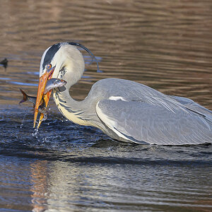 NZ9_6827_GRaureiher mit 2 Fischen_IA_2_2023.jpg