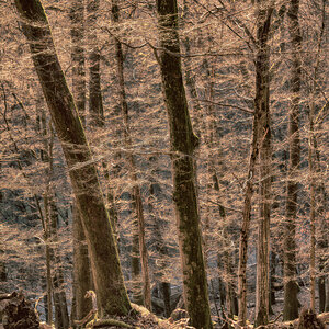 Wald im Gegenlicht
