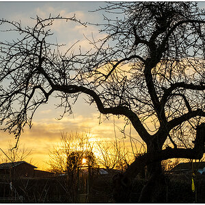 052 Schrebergarten im Februar – Sonnenuntergang hinterm Apfelbaum