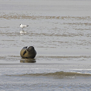 Auf der Sandbank .jpg