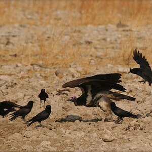 comp Namibia 09 26501
