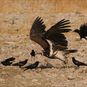comp Namibia 09 26502