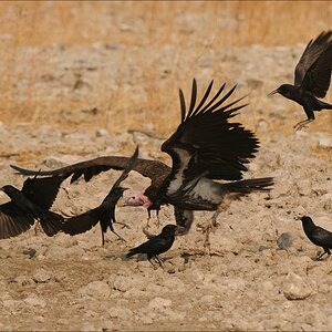 comp Namibia 09 26503