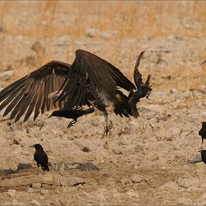 comp Namibia 09 26506