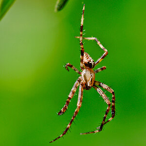 Spinne