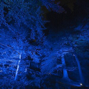 Illumina 2009 - Im Wald