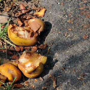 Fallobst  /  2009 09 26 14 19 06 1