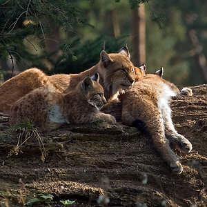 Familie Luchs