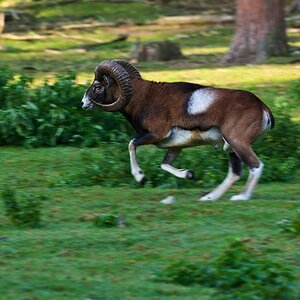 Wildpark www (1)