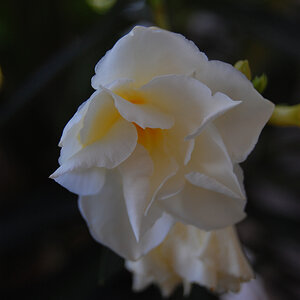 Eine Blume am Balkon