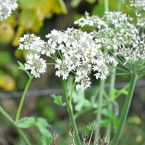 Herbstblume