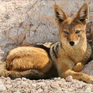 comp Namibia 09 28161