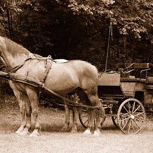 Pferde sepia