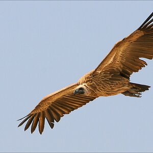 comp Namibia 09 28321
