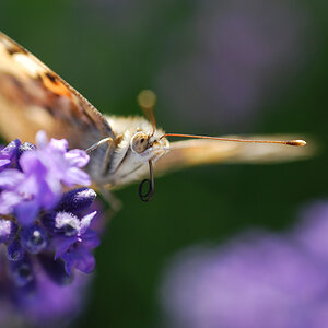 Schmetterling