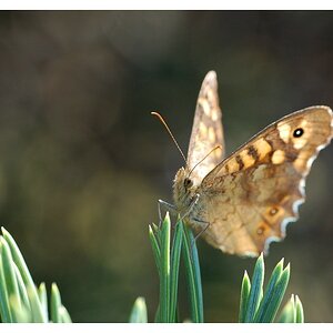 Schmetterling
