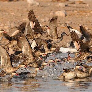 comp Namibia 09 29443a