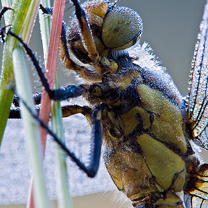 Libelle mit Tau