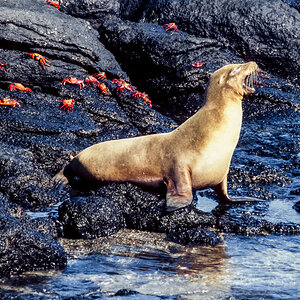 037_Ecuador_Galapagos_06_34.jpg