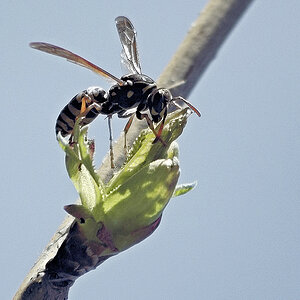 bsssssbsssss.jpg