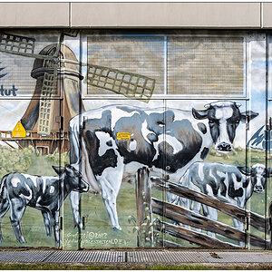 059 Kuh-Graffiti am Max Rubner-Institut in Kiel