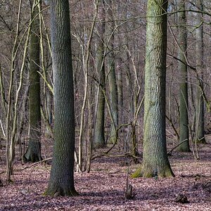 Droher Holz.jpg