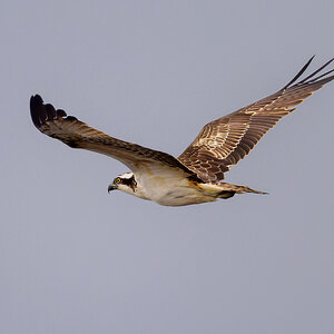 NZ9_1822_Fischadler_Helgoland_IA_10_2022.jpg