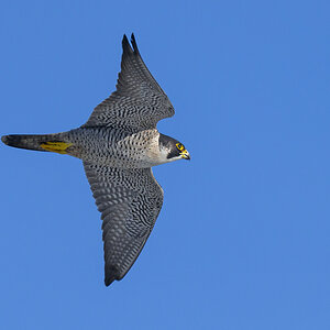 NZ9_9306_erster Wanderfalke_IA_3_2023.jpg