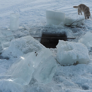 Retriever am Wasserloch.jpg