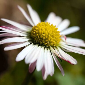 Gänseblümchen.jpg