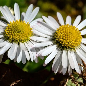 Gänseblümchen 3.jpg