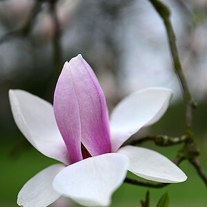 magnolie 2.4.2023.jpg