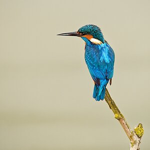 Eisvogel.jpg