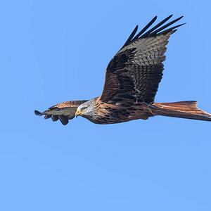 OF5_28098.jpg